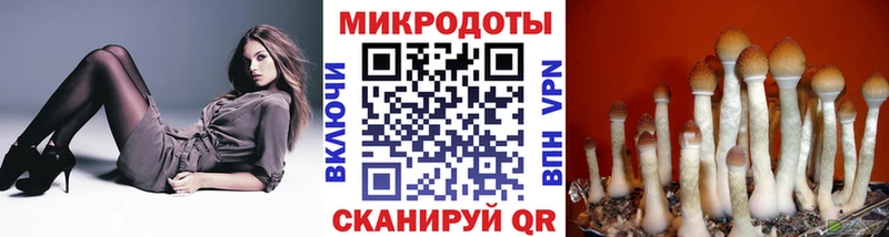 где купить наркоту  Лермонтов  Галлюциногенные грибы Psilocybine cubensis 